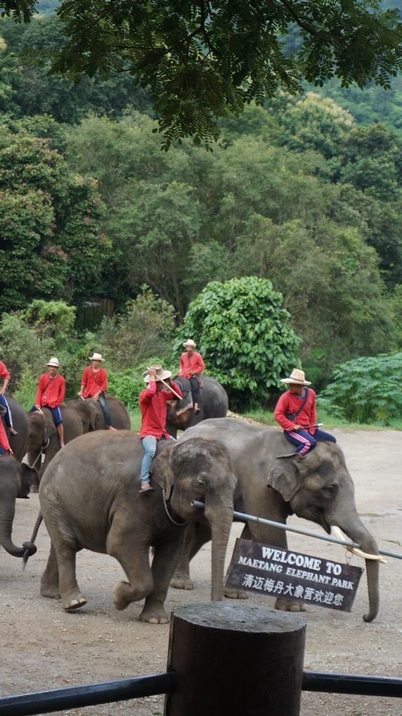 chiangmai-elefantes12