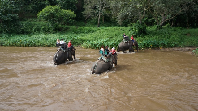 chiangmai-elefantes17