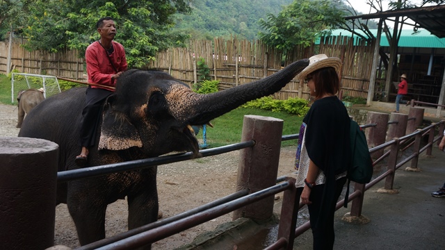 chiangmai-elefantes2